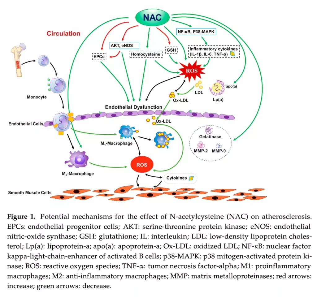 N-Acetylcysteine atherosclerosis