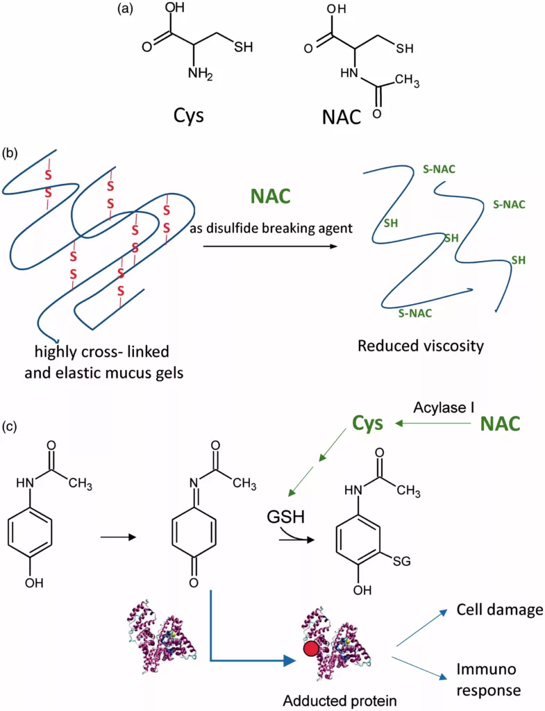 N-Acetylcysteine mucolytic